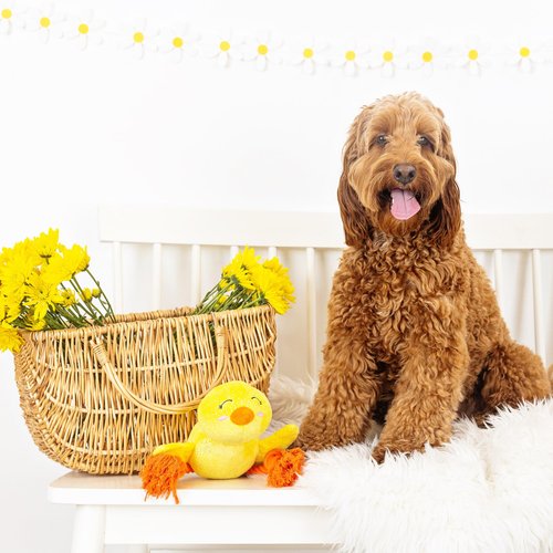 Fringe Studio Plush Dog Toy, Sweet Little Chick, Pet Shop Collection (314137)