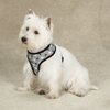 Casual Canine Reflective Pawprint Dog Harness, Small, Black