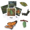 ​Montessori Life Cycle Learning - Montessori Life Cycle Animal Figures with Flash Cards, Plastic Insects Monarch Butterfly Kit Caterpillar Toy for Kids, Realistic Animal Figurines (Butterfly)