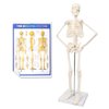 2024 Newest Design Human Skeleton Model for Anatomy,17.7“ High Scientific Anatomy Human Body Model,with Movable Arms and Legs Bones Structures,Whole Spine and Ribs of The Skeleton Model are Integrated