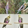 VANFAVORI Bird Harness with Buckle Clip and A Leash, Outdoor Flying Kit for Bird Parrots Cockatiel S Size Weight 85-105 Grams, Purple