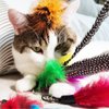 TIENAILING Cat Feather Toys Refills Da Bird Feather Cat Toy, 8 PCS Natural Da Bird Feathers Refill, Cat Wand Replacement Feather for Cat Toys (D)