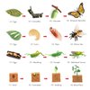 Volnau Animal Figurines Toys 16PCS Life Cycle Set Plant Locust Butterfly Caterpillars Bee Animal Figures for Toddlers Kids Decorations Preschool Educational Prop
