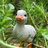 Higherbros Rubber Ducks Farm Realistic Animal Figurines Duckling Little Duck Animal Figures for Children's Toys Bath Toys and for Party Favors, Gifts, Prizes, Rewards, Giveaways (White)