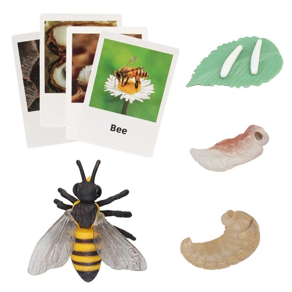 Montessori Bee Life Cycle with Flash Cards, Realistic Animal Figurines Toy, Animal Educational Matching Game for 3+ Year Old Toddlers Kids (Bee)