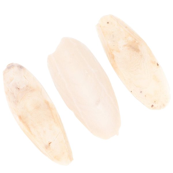 Bird Cuttlebone for Parakeets,8-12cm Natural Cuddle Bone, Chewing Cuttlefish Bone for Sharp Beaks, Natural Birds Suitable for Parrot Cockatiels Budgie Conures (Beige)