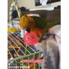 HEUHAI 10-Pack Bird Toys for Conures, Budgies, Parakeets, Cockatiels, and Lovebirds - Colorful Foraging Toys with Bells, Sturdy Hard Plastic & Natural Rattan, Small Bird Cage Accessories