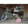 Shelter Pets: Stella the Raccoon - 10" Raccoons Plush Toy Stuffed Animals - Based on Real-Life Adopted Pets - Benefiting the Puppy and Dogs Animal Shelters They Were Adopted From- Trash Panda Plushies