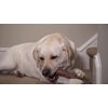 Hero Bonetics Stick, Wood Scent Chewable Dog Toy, Gentle on Teeth & Tummy