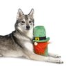 Midlee St. Patrick's Day Hide a Ball Gnome Dog Toy
