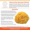100% Natural Sea Sponge 5-6" by Spa Destinations"Creating The In Home Spa Experience" For the Perfect Bath or Shower Experience. …