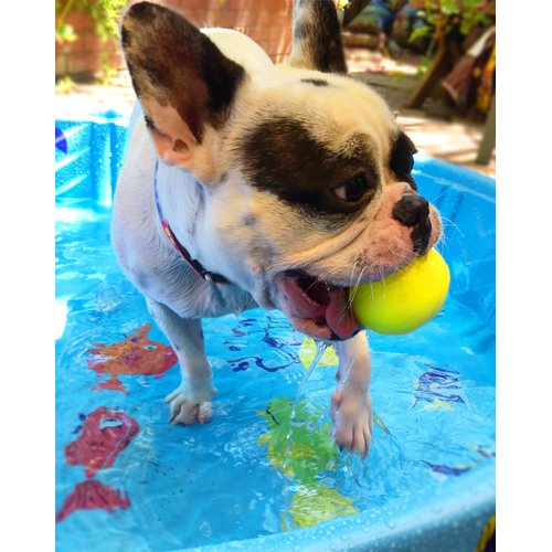 Ruff Dawg Ball Solid Rubber Dog Toy Small Assorted Neon Colors