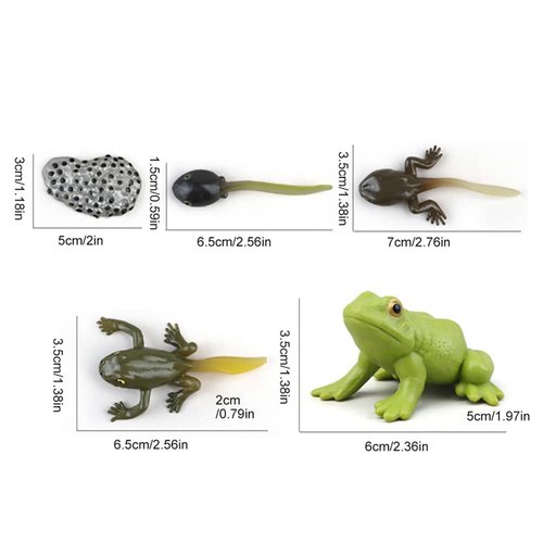Generic Frog Life Cycle Models Tadpole to Frog Kit Frog with 5 Instruction Cards, Frog Growth Cycle Model, Realistic Frog Growth Life Cycle Figurines for Kid, Insect Themed Party Favors