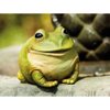 Evergreen Cute Portly Frog Outdoor Statue and Secret Key Holder | Weatherproof and Outdoor Safe | Garden Sculpture | Porch Garage or Patio Home Decor | 6 Inches Tall
