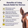 Summit Equine Muscle Relief Gel for Horses – Advanced L-Carnosine Formula for Sore Muscle Recovery, Inflammation Reduction, and Joint Comfort – 16 fl oz