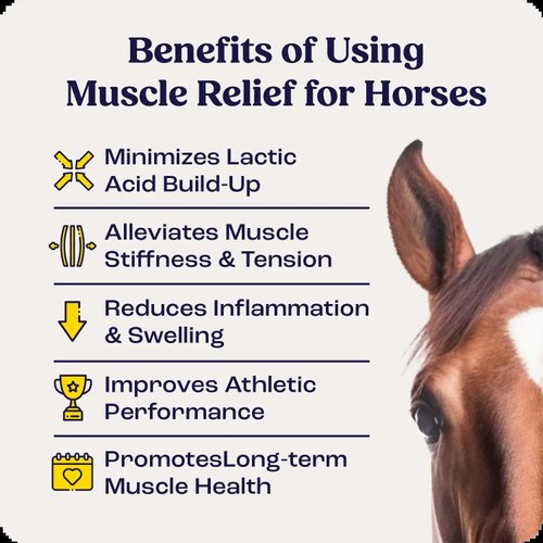 Summit Equine Muscle Relief Gel for Horses – Advanced L-Carnosine Formula for Sore Muscle Recovery, Inflammation Reduction, and Joint Comfort – 16 fl oz