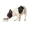 PetRageous 13094 Fiji Stainless Steel Non-Slip Dishwasher Safe Dog Bowl 1.75-Cup Capacity 5.5-inch Diameter 1.75-inch Tall for Small Dogs Medium Dogs ans Cats, White and Light Grey