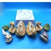 Learning Resources Human Brain Anatomical Model, Anatomically Accurate Brain Model Life Size Human Brain Anatomy for Science Classroom Study Display Teaching Model