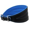 Real Leather Extra Wide Padded Tapered Dog Collar Glossy Black Greyhound Saluki Deerhound Lurcher Whippet Dachshund (13.25"-15.25" Neck; 2.5" Wide, Blue)