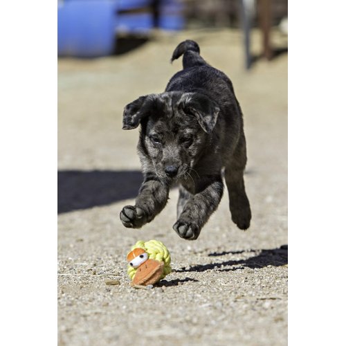 Multipet Rope Head Dog Toy