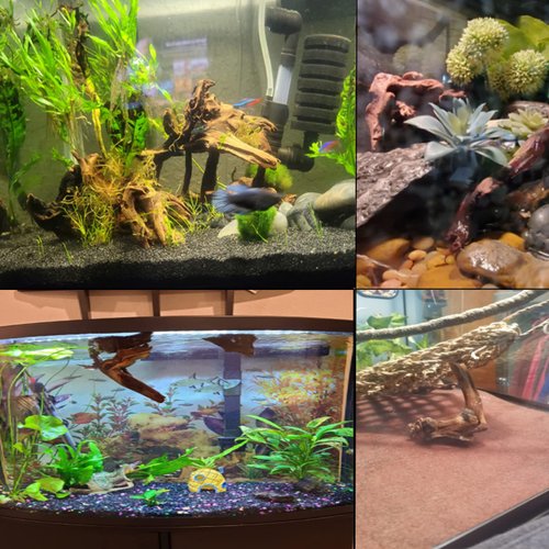 Tfwadmx 5PCS Aquarium Driftwood Branches Reptiles Trunk Driftwood Natural Wood Fish Tank Decoration Plant Stump Ornament Decor Assorted