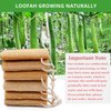 Natural Loofahs, 6 Pack Organic Natural Bath Loofahs Luffa Exfoliating Body Scrubber Sponges for Men Women for Deep Cleaning, with 2 PCS Wall Hooks