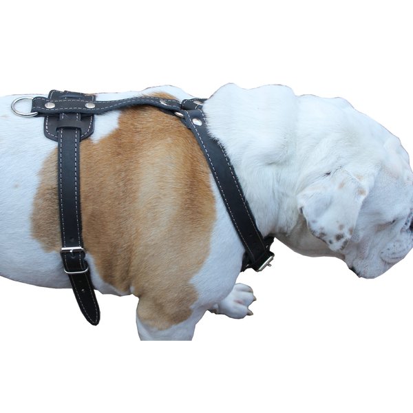 Black Genuine Leather Dog Harness, 33"-41" Chest, 1" Wide Straps Mastiff, Great Dane