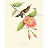 Hummingbirds Botanical Wall Art Home Decor Print Set of 4 Pink Green Antique Beautiful Tripical Birds Flowers Plants Illustration Home Room Decor Wall Art Unframed LoveThePrint