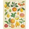 Cavallini 1000 Piece Puzzle, Citrus (PZL/Citrus)