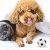LUOZZY 4 Pcs Dogs Chew Toys Soccer Balls Puppy Biting Toys Football Shaped Interactive Dog Toy for Small Meidum Dogs Puppy Pet Supplies - Black & White