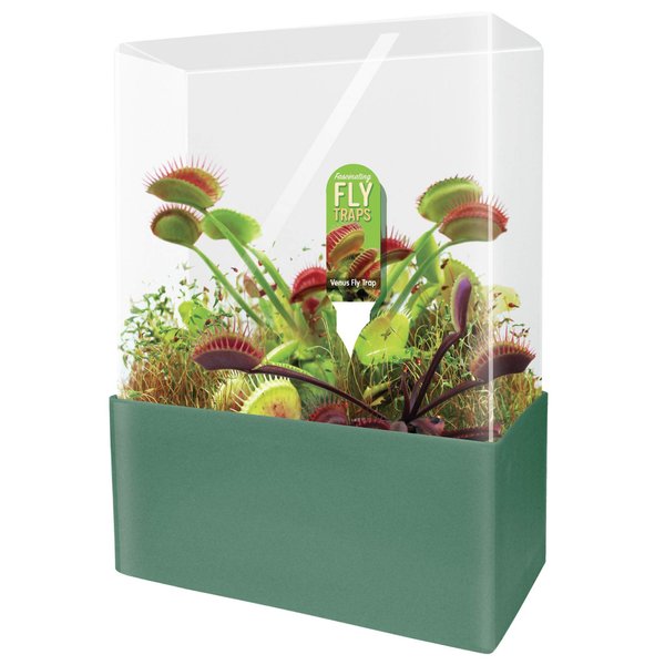 Unique Gardener Grow Your Own Venus Fly Trap - Complete Kids Terrarium Kit to Plant Fascinating Man Eating Fly Traps - Includes Everything Needed to Get Started