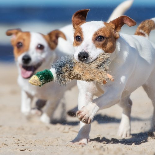 Ruffin' It Woodlands Mallard Stuffed Plush Dog Toy, Small