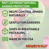1500 Live Ladybugs for Garden - Natural Helpers for Plants (Hippodamia Convergens)