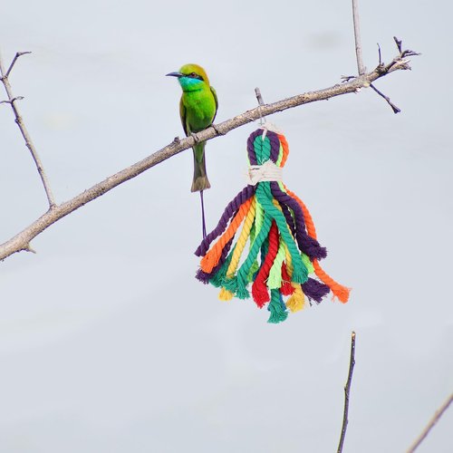Balacoo String chew toys bird toy birds toys bird cage toys parrot foraging toys parrot bite toy parrot hanging toy Bird Gnawing Toy cotton rope lace rope hanging toys lace thread to climb