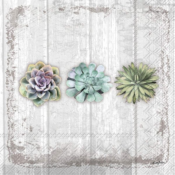 Boston International IHB 3-Ply Paper Napkins, 5" x 5", Succulents Still