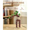 Rowood 3D Wooden Puzzles for Adults,DIY Pine Bonsai Tree Botanical Collection Building Set,Craft Kit Gift for Kids on Christmas Birthday ThanksgivingDay-Evergreen Pine Bonsai