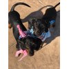 PUPTECK Dog Birthday Bandana Scarfs with Cute Doggie Birthday Party Hat