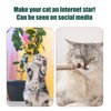 PEUTIER 2pcs Silicone Collar Cat Toys & 3pcs Cat Teasing Wands, Adjustable Cat Wand Toy Cat Feather Toys Catnip Chew Toys Silvervine Sticks Interactive Cat Teaser Toys for Indoor Cat Kitten Exercise