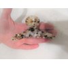 Generic Brown and creme marble design hair claw clip for medium fine hair