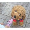 Choco Nose Patented Portable No-Drip Travel Water Bottle/Feeder for Dogs/Puppies/Cats/Rabbits and Other Small Sized Animals -8 oz. Leak-Proof Nozzle 16mm, Pink (H258)