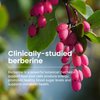 Humann SuperBerine Berberine Supplements, Healthy Metabolism & Blood Sugar Support - Clinically Researched Ingredient - High Absorbency, Concentrated Dose Formula with Olive Leaf Extract - 30 Capsules