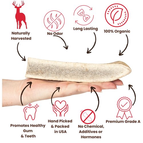 Best Dog Chews Elk Antlers Chew Toy, USA-Sourced, Split Antlers for Aggressive Chewers, Long-Lasting, Natural Product, All Breed Sizes