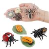 20 PCS Insect Animal Life Cycle Model Figure Plant Spider Bee Butterfly Figurines Ornament Cake Toppers Party Favors Supplies Cognitive Toy for Boys Girls Kids