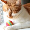 Allazone 35 PCS Cat Toys Balls Set, 7 Style Pompoms Kitten Toy Paper Balls Thread Ball, Foam Balls for Cats Colorful Rainbow Ball, Interactive Cat Toy for Cats to Play, Training
