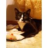 Shelter Pets: Peppa The Tuxedo Cat - 10" Black and White Plush Toy Stuffed Animals - Based on Real-Life Adopted Pets - Benefiting The Kitten and Cats Animal Shelters They were Adopted from