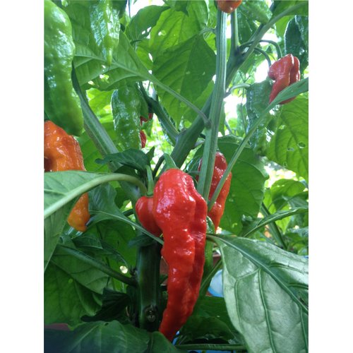 Wicked Tickle 10 Whole Ghost Pepper Dried Intact Seed Pods Plus 2 Free, Super Hot