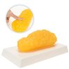 RONTEN 1 lb Human Fat Anatomical Model, A True Replica of Human Body Fat, Perfect for Nutritionists, Fitness Enthusiasts to Display