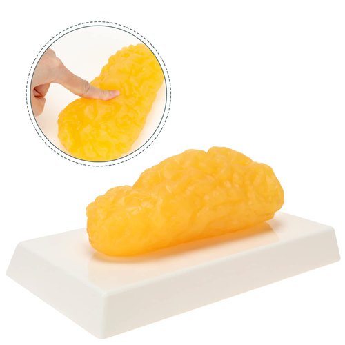 RONTEN 1 lb Human Fat Anatomical Model, A True Replica of Human Body Fat, Perfect for Nutritionists, Fitness Enthusiasts to Display