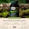 Gaia Herbs Astragalus Supreme - Immune and Antioxidant Support Herbal Supplement - with Astragalus Root, Schisandra Berry, and Ligustrum - 120 Vegan Liquid Phyto-Capsules (30-Day Supply)