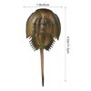 Zerodeko Horseshoe Crab Simulated Sea Life Animals Figurines Realistic Sea Creature Model Action Figure for Collection 1 Set